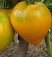 Hạt Giống Cà Chua Trái Tim Vàng