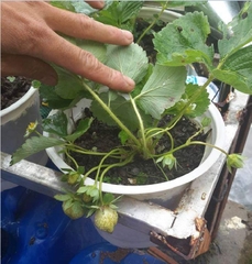 Hạt Giống Dâu Tây Đỏ Chịu Nhiệt