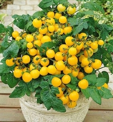Hạt Giống Cà Chua Bi Lùn F1 Quả Vàng