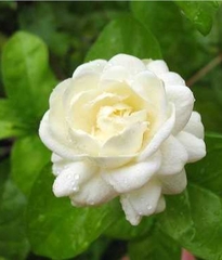 Hạt Giống Hoa Nhài ( Hoa Lài )