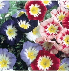 Hạt Giống Hoa Bìm Bìm Mix Màu