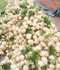 Hạt Giống Củ Đậu (Củ Sắn) Lai F1