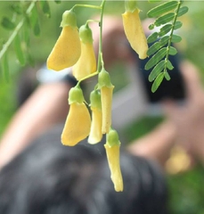 Hạt Giống Bông Điên Điển
