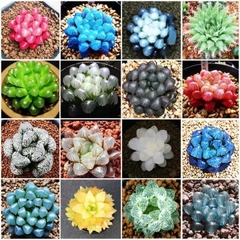 Hạt giống sen đá kim cương mix màu