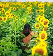 Hạt Giống Hoa Hướng Dương Cao