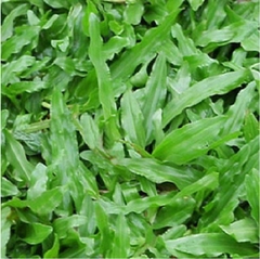 Hạt Giống Cỏ Lá Gừng (Cỏ Lá Tre )