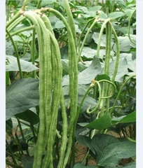 Hạt Giống Đậu Đũa Hạt Trắng Cao Sản