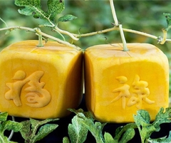 Hạt Giống Dưa Hấu Vỏ Vàng Ruột Đỏ