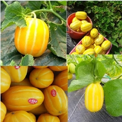 Hạt Giống Dưa Lê Thơm Hàn Quốc F1