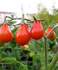 Hạt Giống Cà Chua Cherry Lê Đỏ