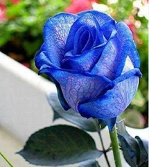 Hạt Giống Hoa Hồng Xanh Dương