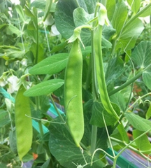 Hạt Giống Đậu Hà Lan ( Thu Trái )