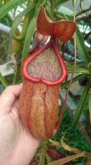 Hạt Giống Cây Bắt Mồi Nắp Ấm