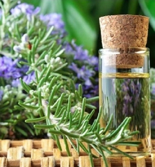 Hạt Giống Cây Hương Thảo Rosemary