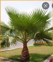 Hạt giống cây cọ mỹ ( Pritchardia filifera )