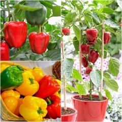 Hạt Giống Ớt Chuông Ngọt Mix Màu
