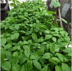 Hạt Giống Rau Đay Xanh