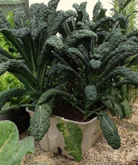 Hạt Giống Cải Xoăn Kale Khủng Long Ý