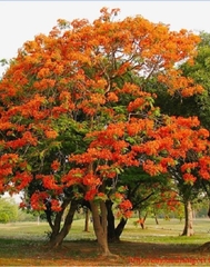 Hạt Giống Hoa Phượng Vĩ Đỏ