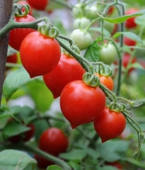 Hạt Giống Cà Chua Trái Tim Đỏ