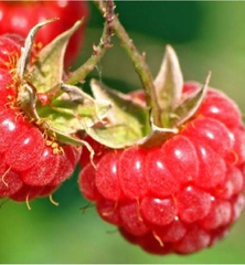 Hạt Giống Quả Mâm Xôi Đỏ