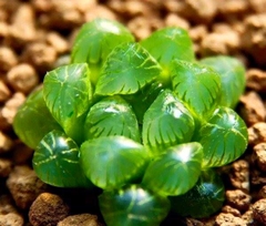 Hạt giống sen đá kim cương mix màu