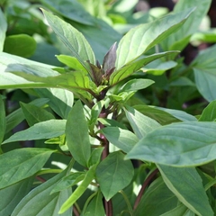 Hạt giống Rau Húng Quế - Gói 5 Gram