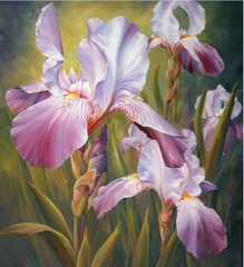 Hạt Giống Diên Vĩ Hồng (Iris Hồng)
