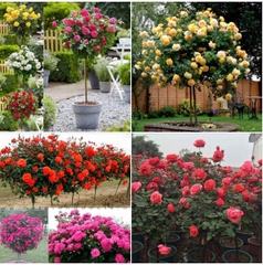 Hạt giống Hoa Hồng Thân Gỗ Tree Rose Mix Màu