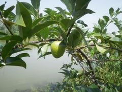 Hạt Giống Cây Bình Bát Thân Gỗ