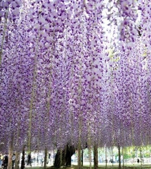 Hạt Giống Hoa Tử Đằng Hoa Tím