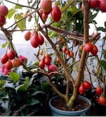 Hạt Giống Cà Chua Thân Gỗ Tamarillo Quả Đỏ