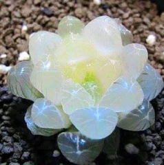 Hạt giống sen đá kim cương mix màu