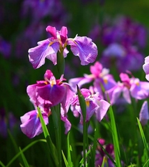 Hạt Giống Diên Vĩ Hồng (Iris Hồng)