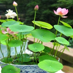 Hạt giống hoa sen mini nhật nhiều màu
