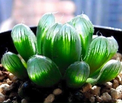 Hạt giống sen đá kim cương mix màu