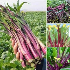 Hạt Giống Rau Cải Ngồng Đỏ