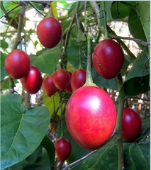 Hạt Giống Cà Chua Thân Gỗ Tamarillo Quả Đỏ