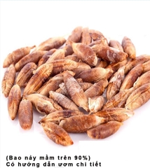 Hạt Giống Chà Là Ăn Trái Trung Đông