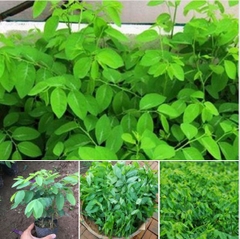 Hạt Giống Cây Rau Bồ Ngót - Gói 50 hạt