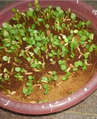 Hạt giống hoa sứ thái mix màu