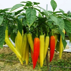 Hạt Giống Ớt Sừng Vàng Châu Phi F1