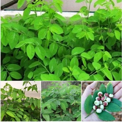 Hạt Giống Cây Rau Bồ Ngót - Gói 50 hạt