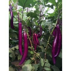 Hạt Giống Cà Tím Siêu Dài Đài Loan