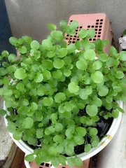 Hạt Giống Xà Lách Xoong Mỹ - Gói 0.2gram