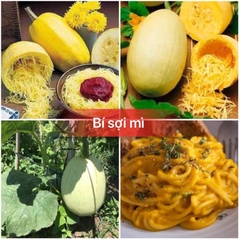 Hạt Giống Bí Trộn Gỏi, Bí Sợi Mì Spaghetti Tivoli - Gói 5 hạt