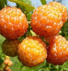 Hạt Giống Quả Mâm Xôi Vàng