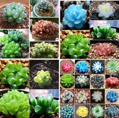 Hạt giống sen đá kim cương mix màu