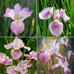 Hạt Giống Diên Vĩ Hồng (Iris Hồng)