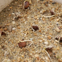 Hạt Giống Hoa Tử Đằng Hoa Tím